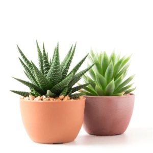 Tiger Thorns