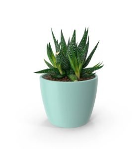 Cacti Caca