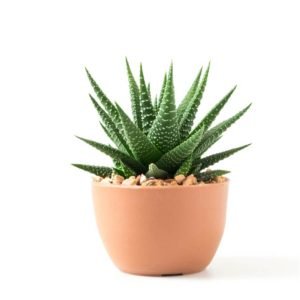 Tiger Thorns